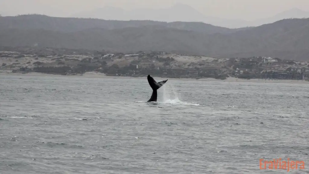 Ballena saltando en el océano