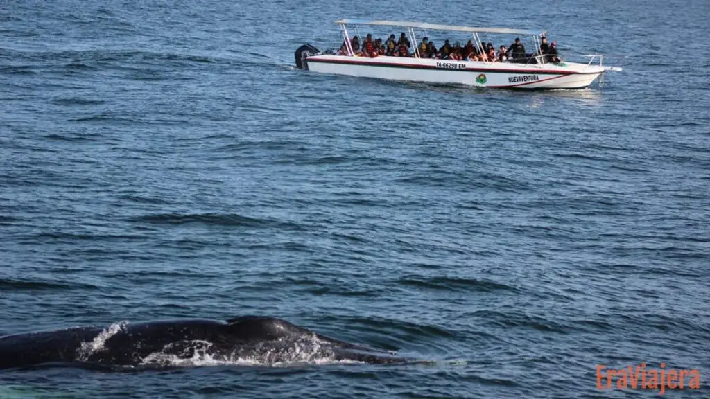 Avistamiento de ballenas en Máncora