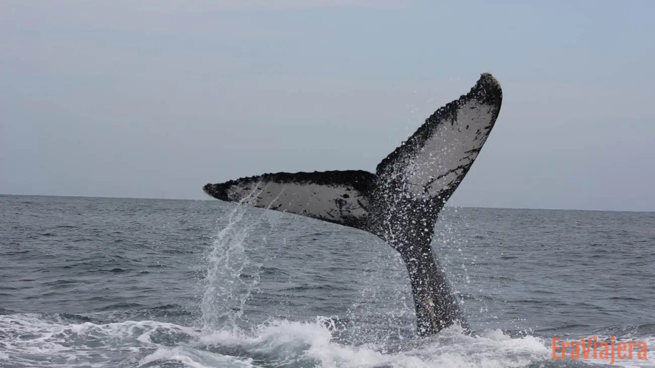 Cola de ballena jorobada salpicando agua