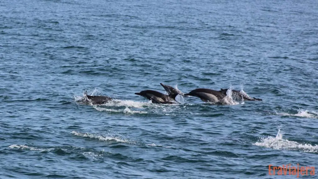 Delfines nadando en medio del océano