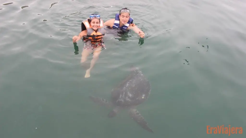 Pareja nadando con tortugas marinas