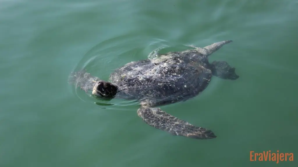 Tortuga marina Verde nadando en el océano