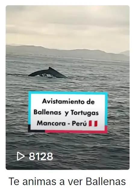 Video de Tiktok Avistamiento de ballenas en Máncora Perú